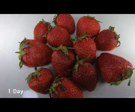 Drying Strawberries Timelapse