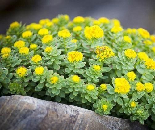      Medicinal Plants – Advantages and Disadvantages