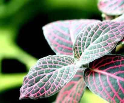 HOW TO PROPAGATE FITTONIA ALBIVENIS (NERVE PLANT)