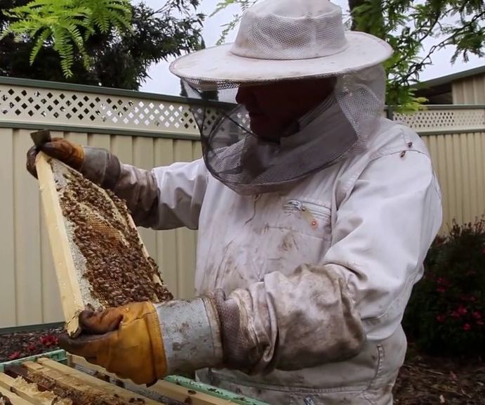 Basics for Backyard Beekeeping