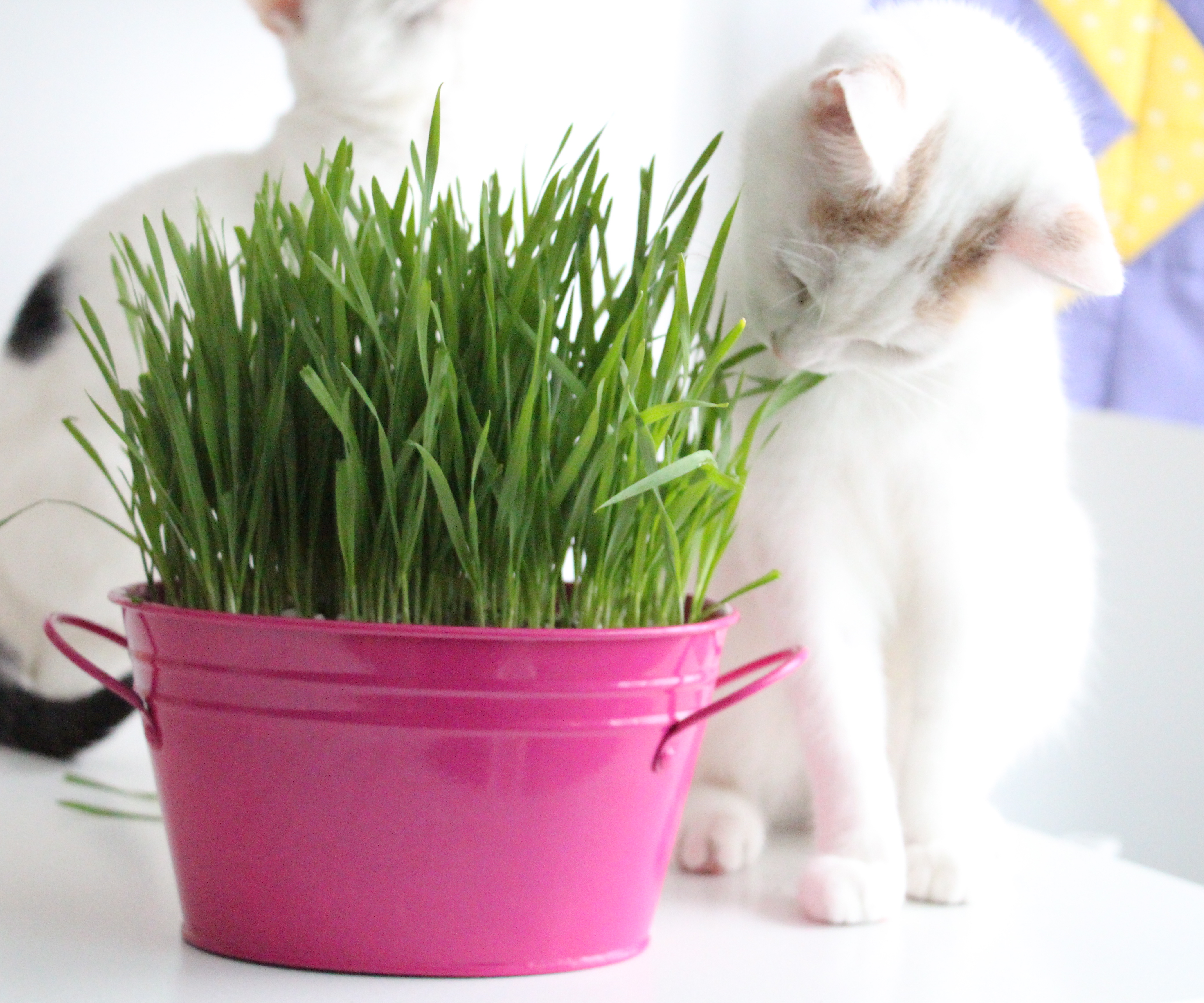 How to Grow Cat Grass