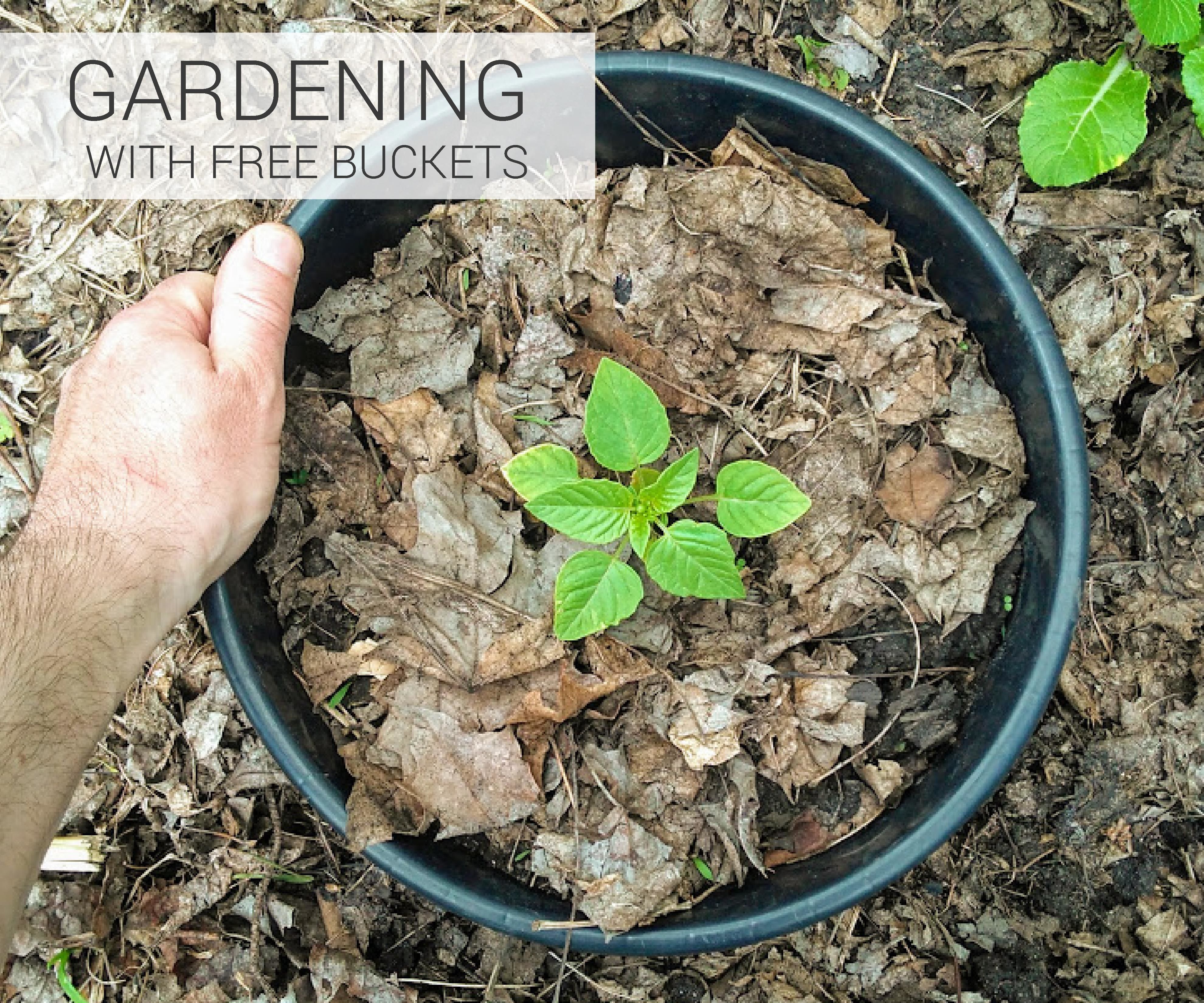 Gardening With Free Buckets