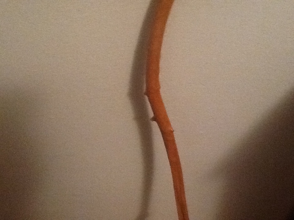 Walking Stick