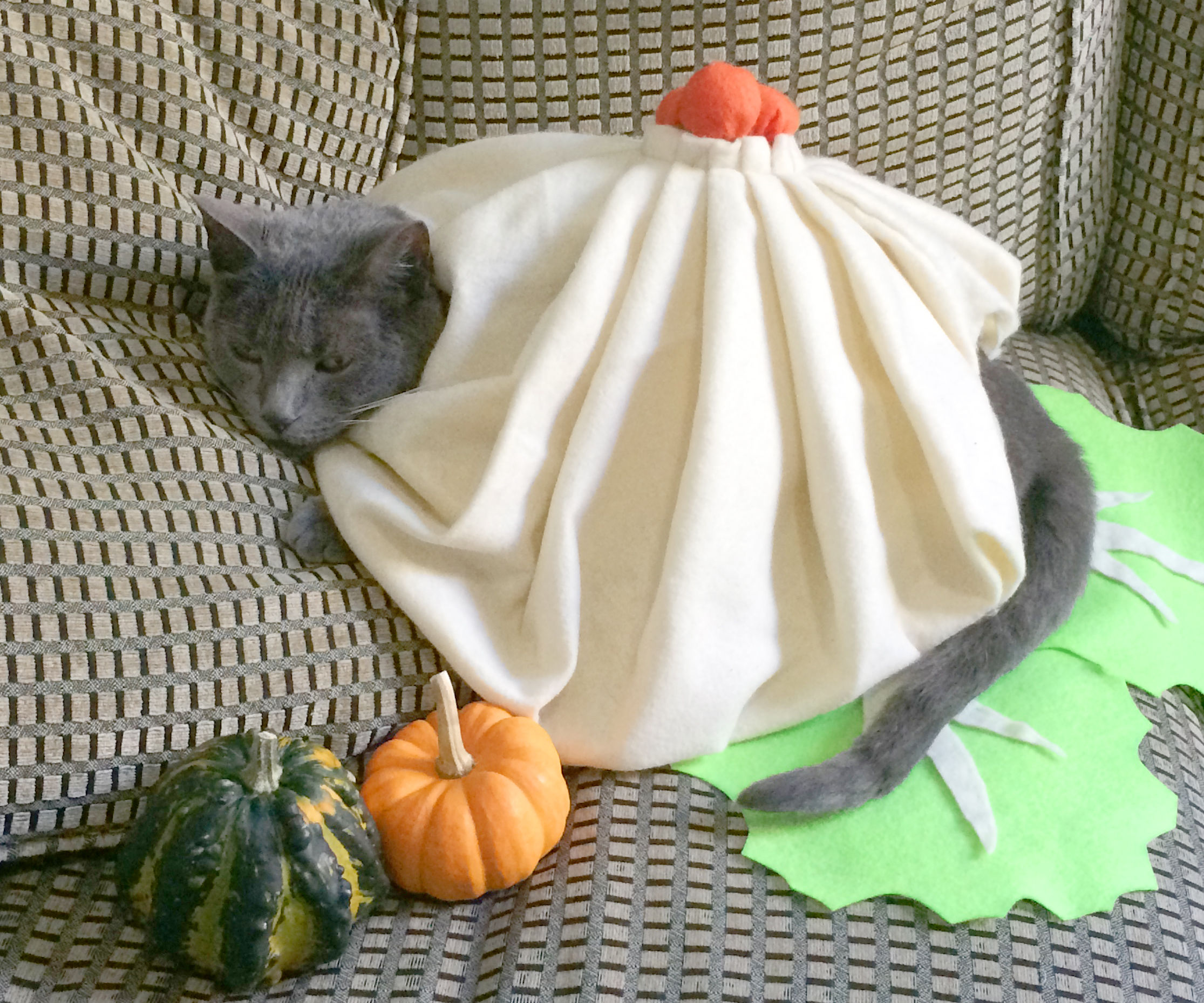 DIY Cat Costume : Soup Dumpling!