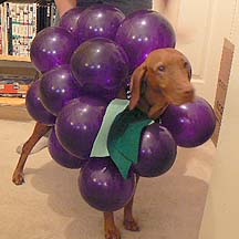 Make Your Dog Into a Bunch of Grapes for Halloween