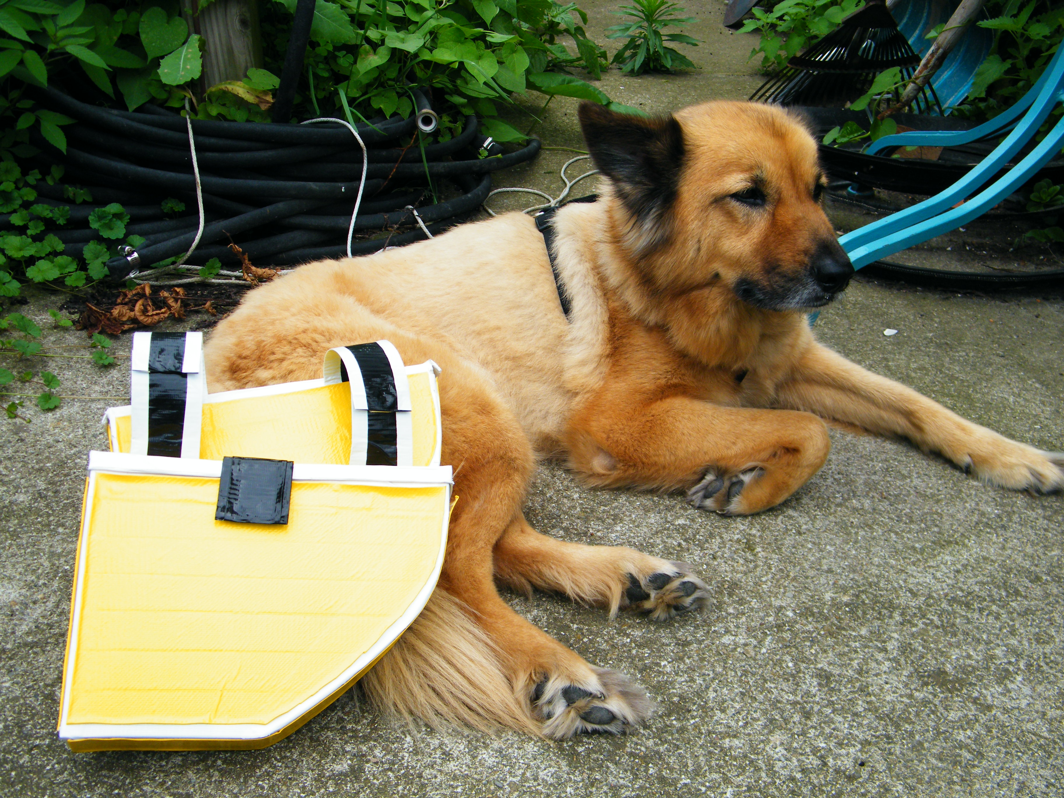 Duct Tape Dog Panniers