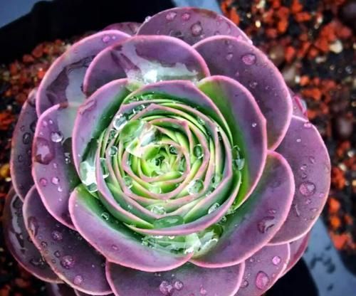 Greenovia Dodrantalis-How to Grow & Care for Greenovia Dodrantalis