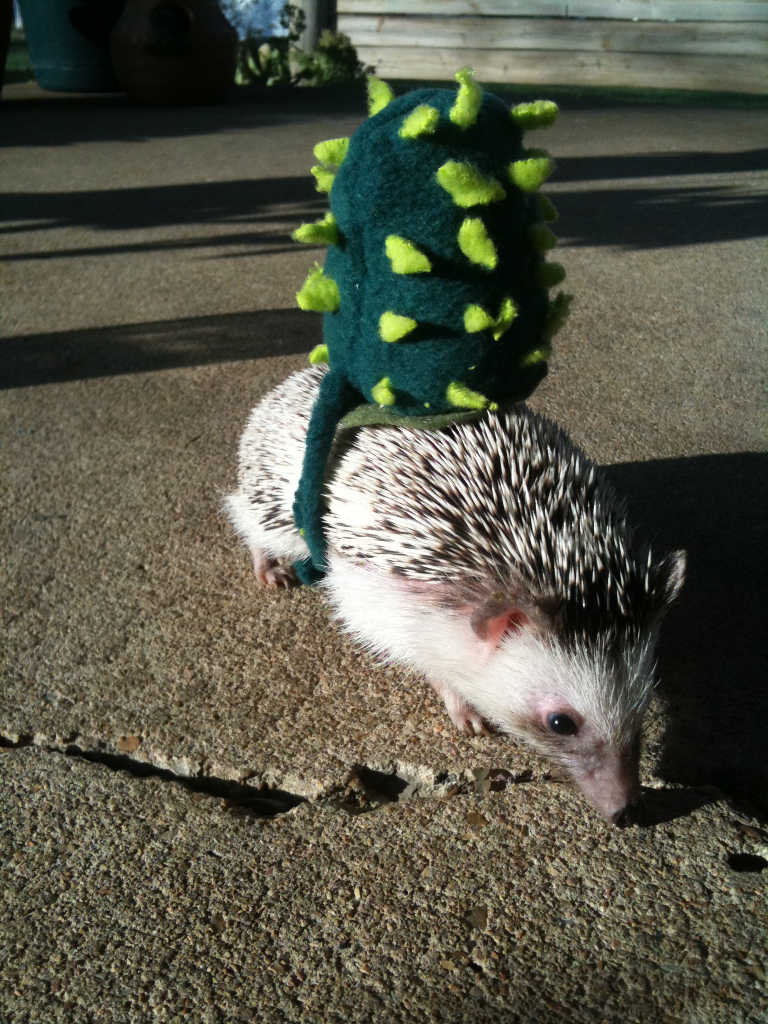 Cactus Costume