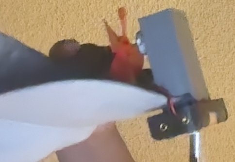 Fan Favorite