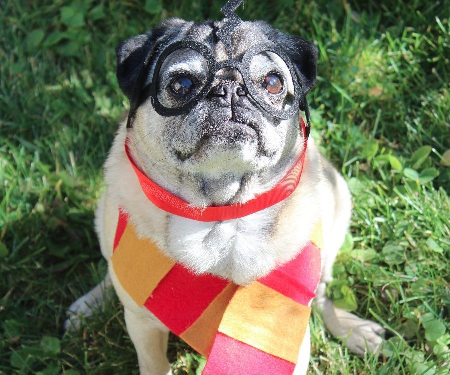 Harry Pawter Pet Costume