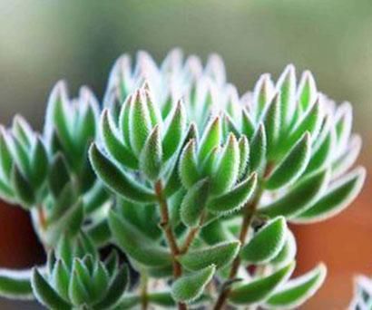 Crassula Mesembrianthoides Profile