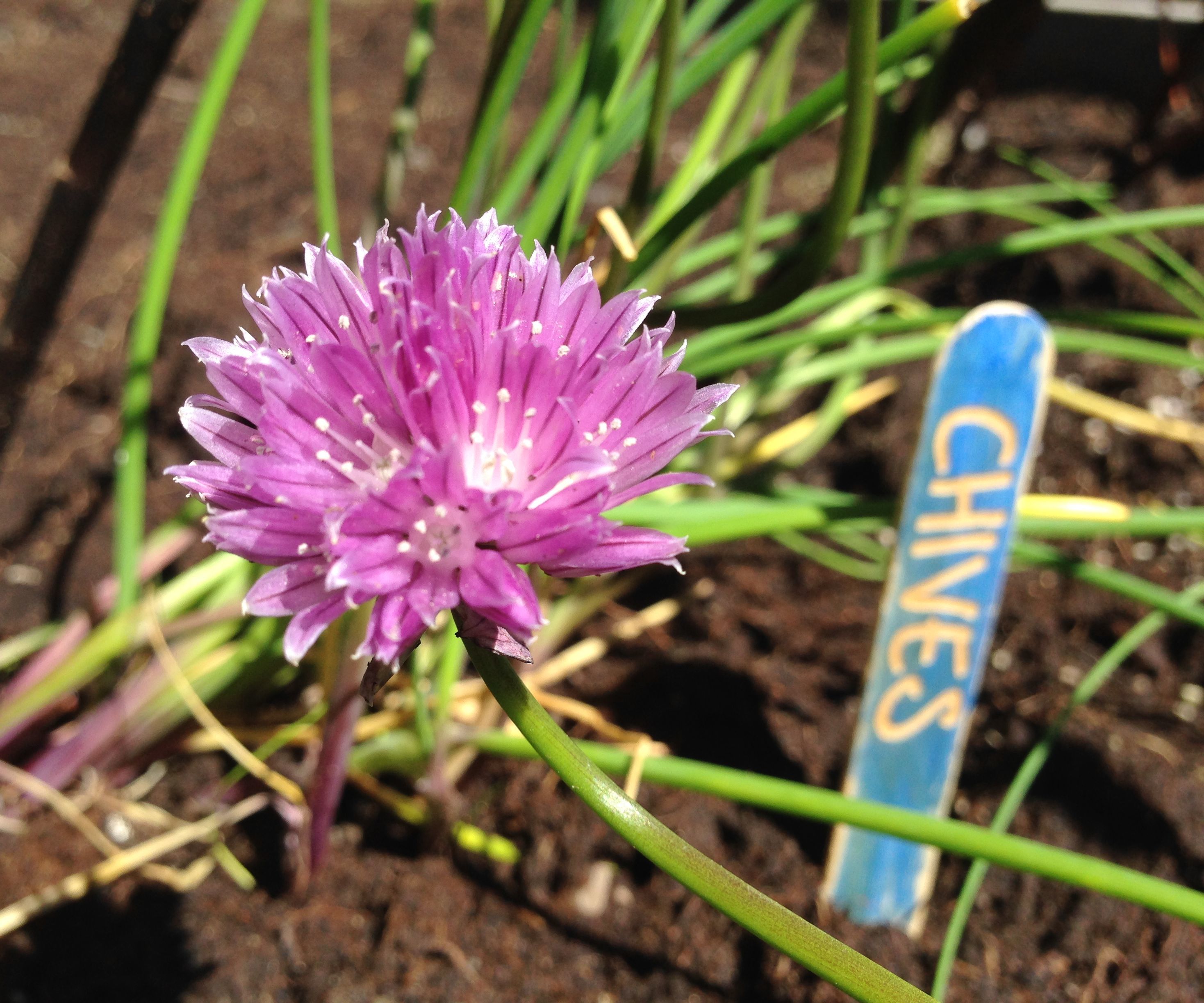 Plant Markers From Craft Sticks 