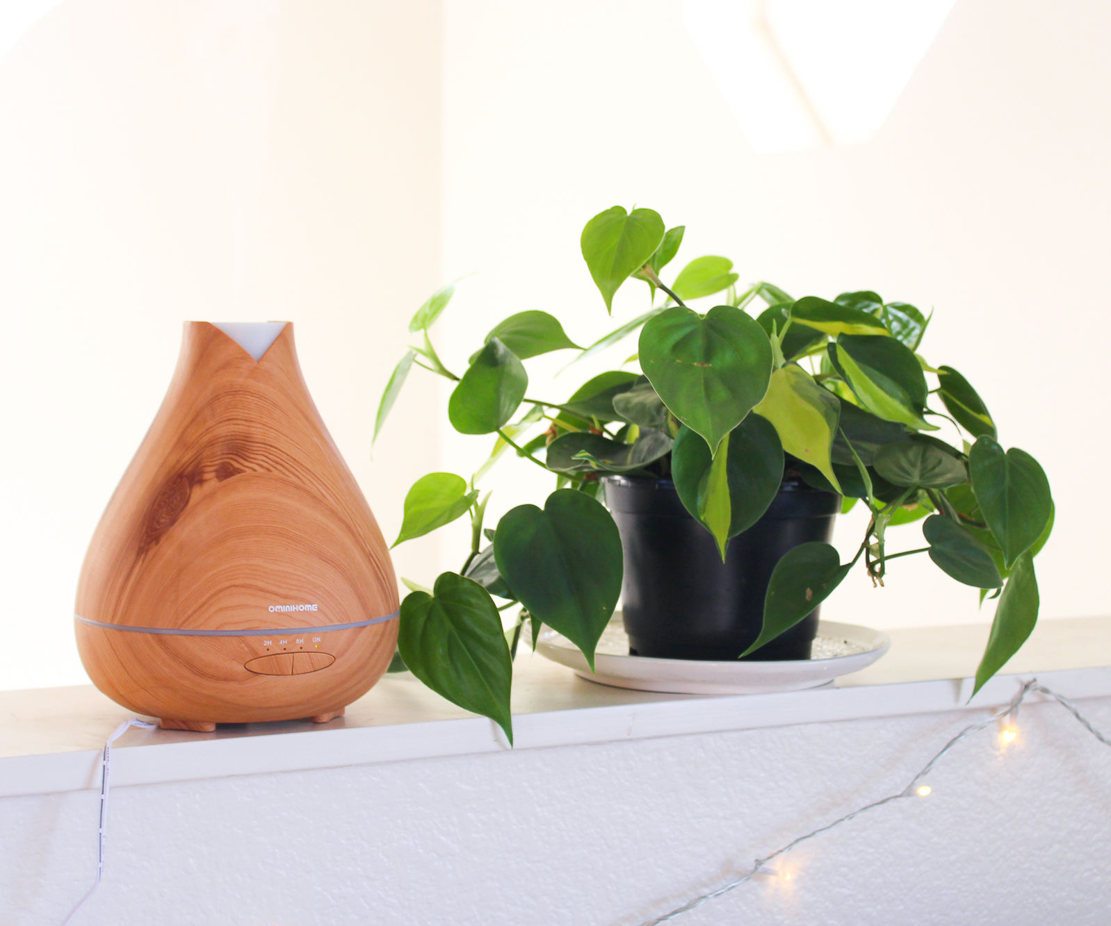 How to Increase Humidity for Houseplants 