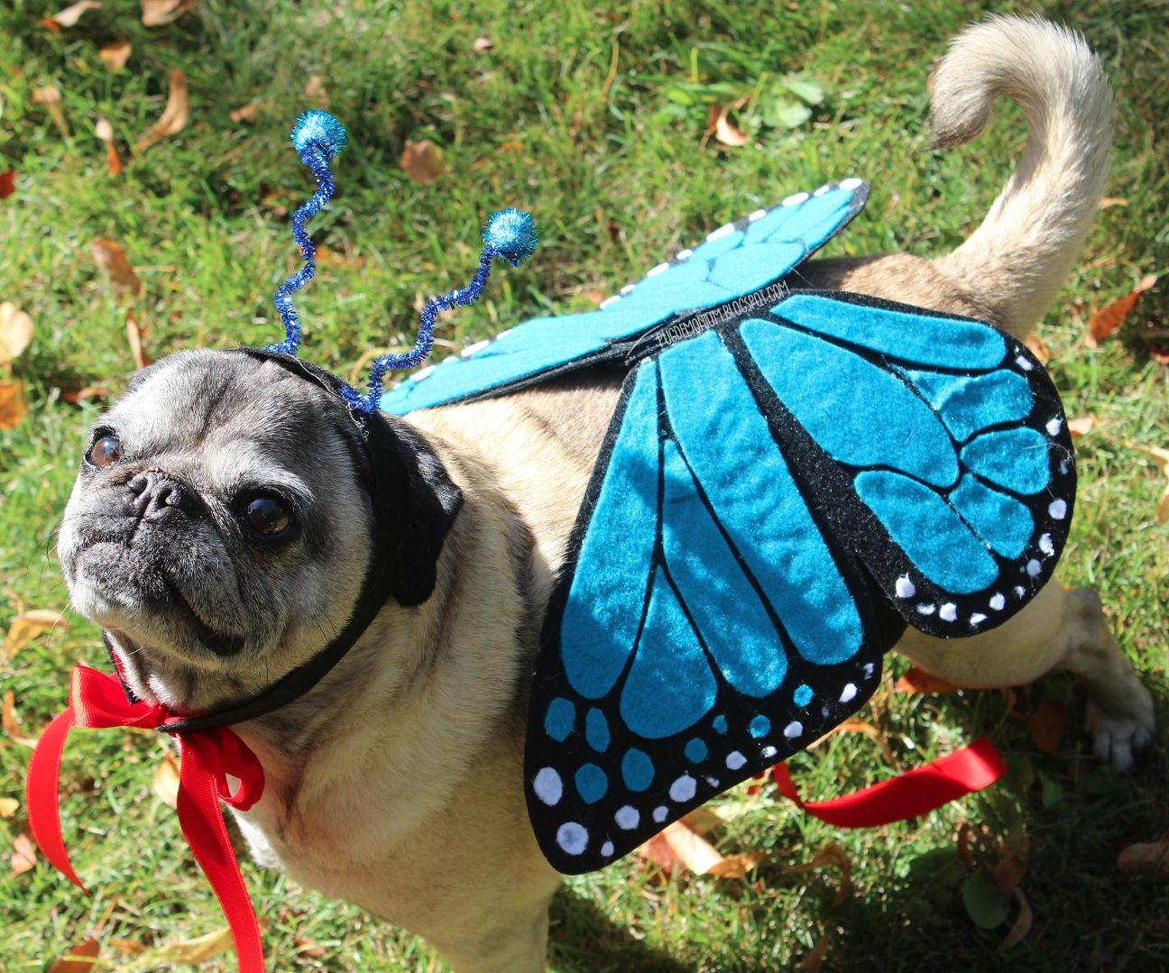 Butterfly Pet Costume