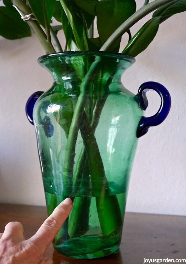 ZZ-Plant-Stem-cuttings-in-a-green-vase-with-blue-handles.-A-finger-is-pointing-to-the-water-line._new.jpg