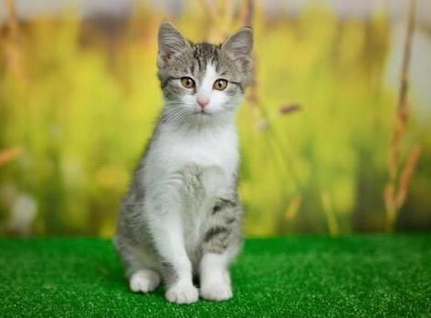 How to Clean a Litter Box and Maintain a Litter Box
