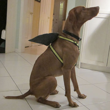 Shark Fin Dog Harness