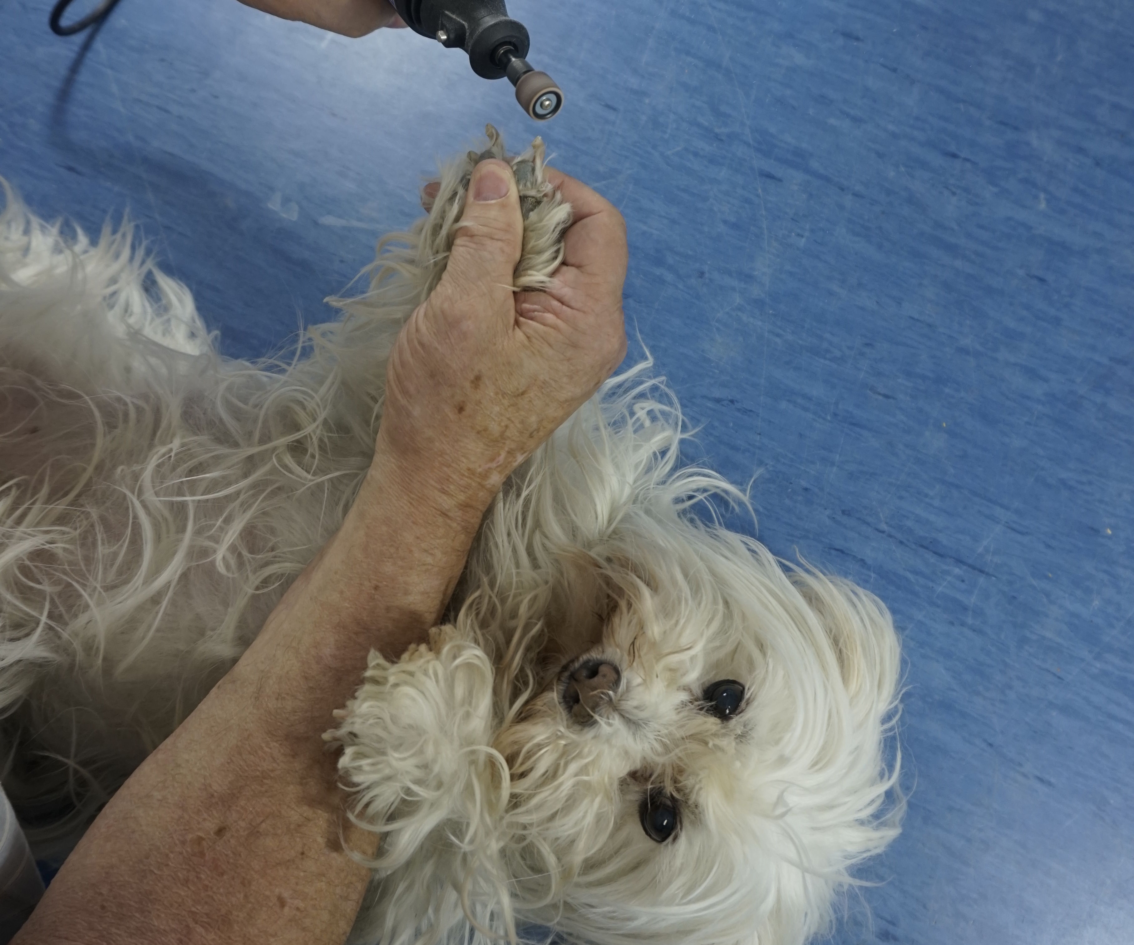 Using a Rotary Tool to Trim a Dogs Nails