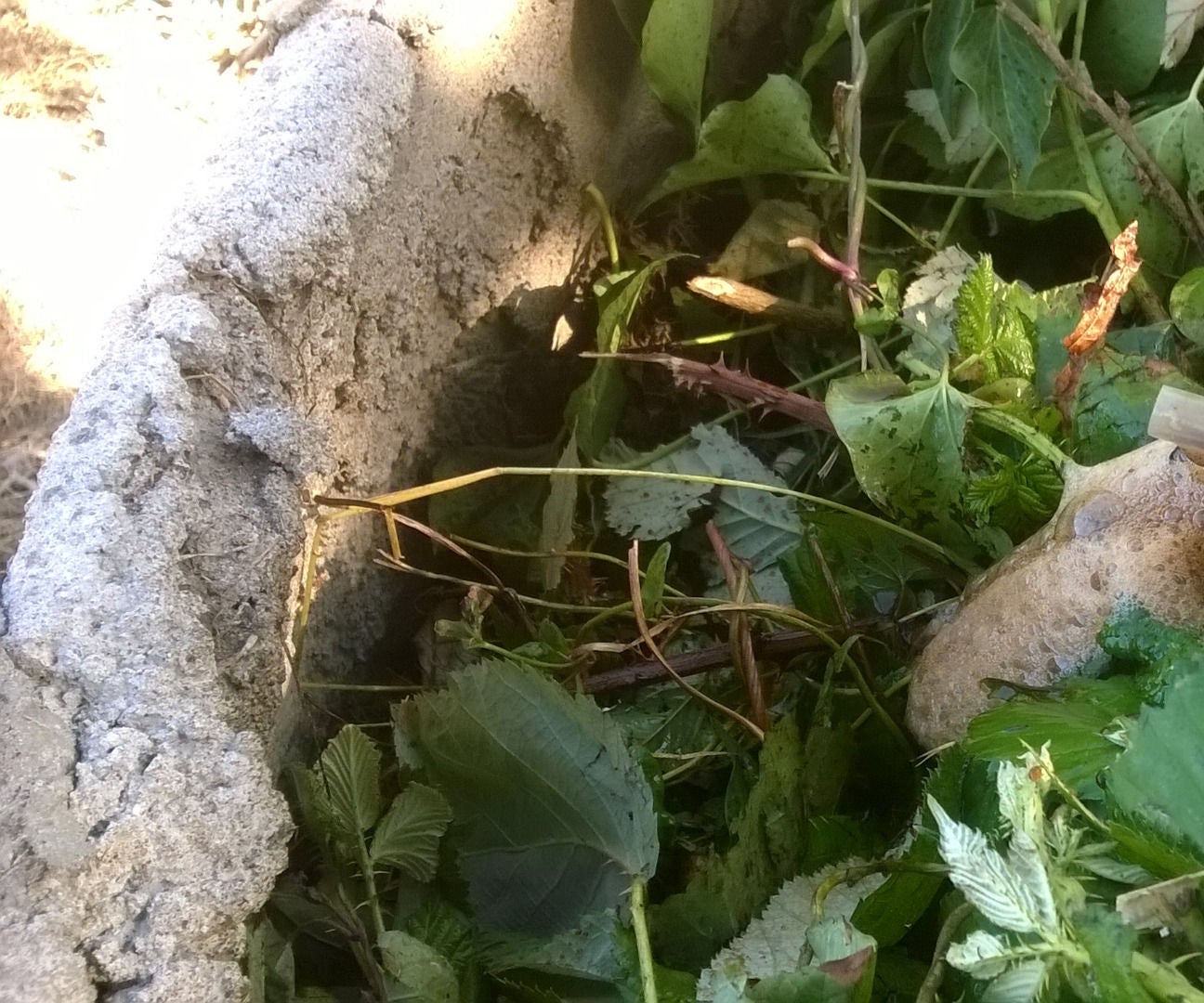 Automatic Compost Tea Brewery