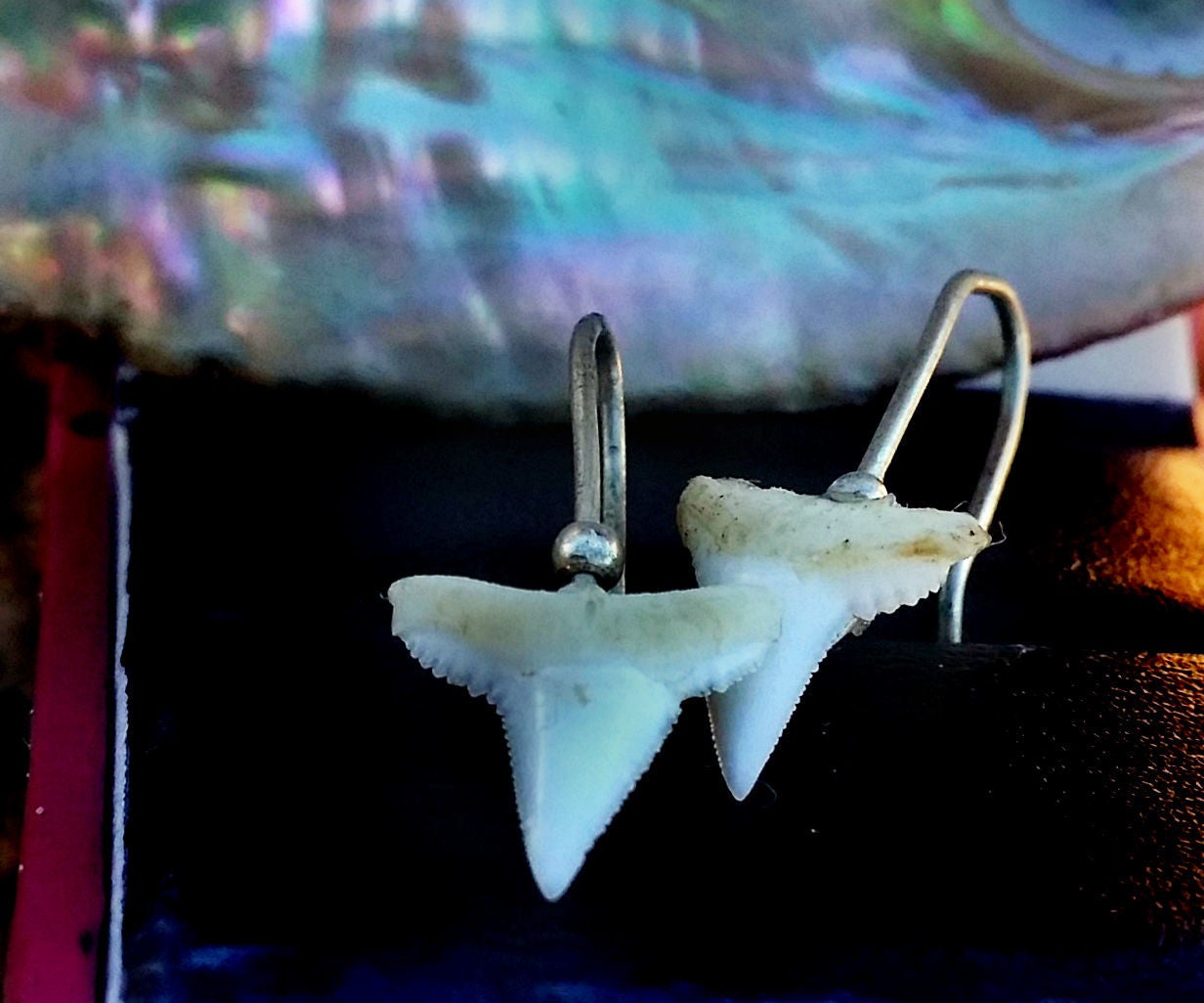 Shark Tooth Earrings