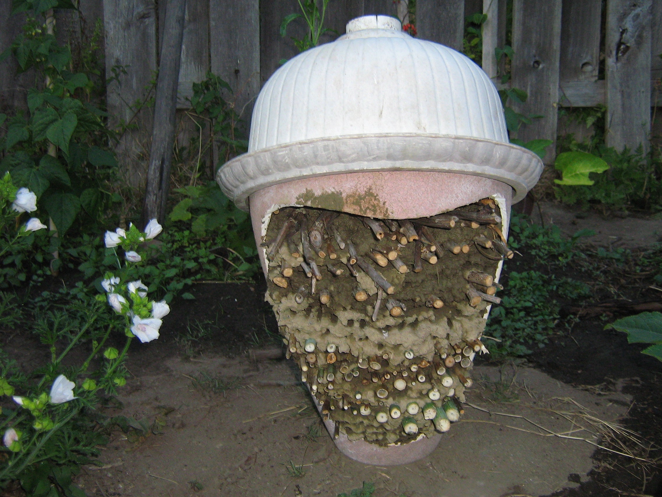 Save the Bees From Extinction! You CAN Do It.